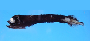 Pachystomias microdon小牙厚巨口魚