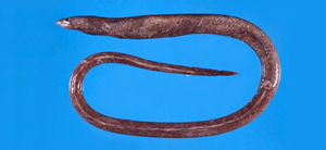 Ophichthus aphotistos暗鰭蛇鰻