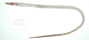 Saurenchelys fierasfer線尾蜥鰻