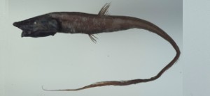 Coelorinchus productus東海腔吻鱈