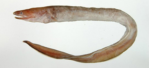 Meadia abyssalis箭齒前肛鰻