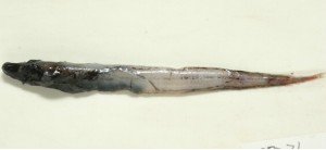 Leptoderma retropinna連尾細皮黑頭魚