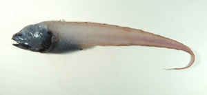 Bassozetus compressus扁索深鼬魚