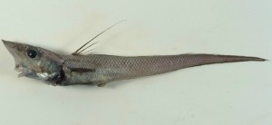 Coelorinchus cingulatus帶斑腔吻鱈