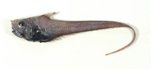 Sphagemacrurus richardi里氏短吻鼠尾鱈