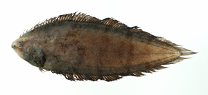 Symphurus multimaculatus多斑無線鰨