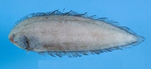 Symphurus megasomus巨體無線鰨