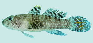 Callogobius maculipinnis斑鰭硬皮鰕虎