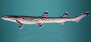 Atelomycterus marmoratus斑貓鯊