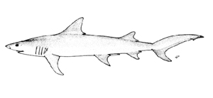 Hemipristis elongata長半鋸鯊