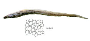 Synaphobranchus brevidorsalis短背鰭合鰓鰻