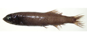 Bathytroctes microlepis小鱗淵眼魚