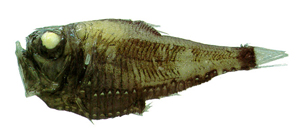 Argyropelecus affinis長銀斧魚