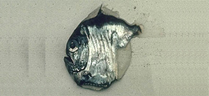 Sternoptyx diaphana褶胸魚