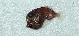 Sternoptyx obscura暗色褶胸魚