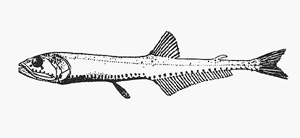 Pollichthys mauli莫氏軸光魚