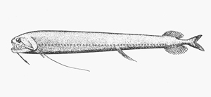 Echiostoma barbatum單鬚刺巨口魚