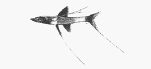Bathypterois guentheri貢氏深海狗母魚