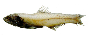 Lampanyctus tenuiformis天紐珍燈魚