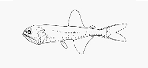 Triphoturus nigrescens淺黑尾燈魚