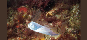 Trachipterus trachypterus粗鰭魚