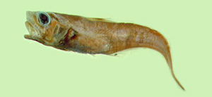 Ventrifossa nigrodorsalis黑背鰭凹腹鱈
