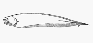 Onuxodon parvibrachium短臂鈎隱魚