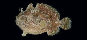 Antennatus coccineus細斑手躄魚