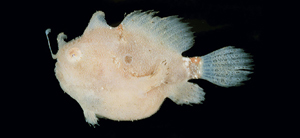 Antennarius hispidus毛躄魚