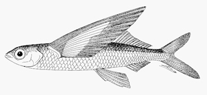 Cheilopogon katoptron黃鰭鬚唇飛魚