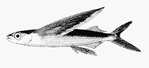 Hirundichthys speculiger尖鰭細身飛魚