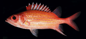 Neoniphon aurolineatus黃帶新東洋金鱗魚