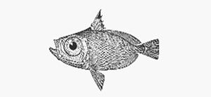 Zenion hololepis甲眼的鯛