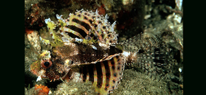 Dendrochirus brachypterus短鰭簑鮋