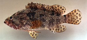 Epinephelus polyphekadion清水石斑魚