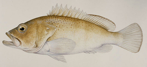 Epinephelus stictus南海石斑魚