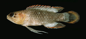 Plesiops oxycephalus尖頭七夕魚