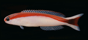 Hoplolatilus marcosi馬氏似弱棘魚