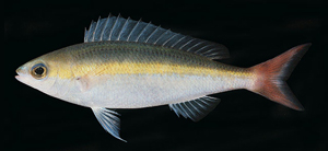 Pentapodus aureofasciatus黃帶錐齒鯛