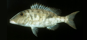 Lethrinus semicinctus半帶龍占魚