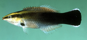 Labroides pectoralis胸斑裂唇魚