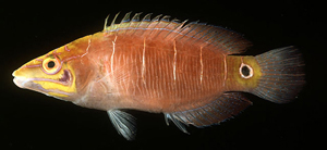 Pseudocheilinus ocellatus眼斑擬唇魚