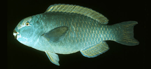 Chlorurus frontalis高額綠鸚哥魚