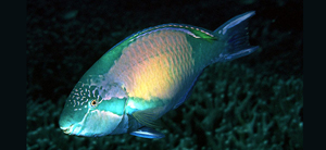Scarus hypselopterus高鰭鸚哥魚
