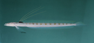 Trichonotus elegans美麗絲鰭鱚