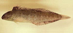Petroscirtes variabilis變色跳岩鳚