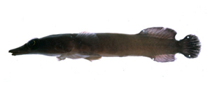 Aspasmichthys ciconiae臺灣鶴姥魚