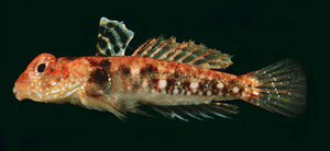 Callionymus enneactis斑鰭䲗