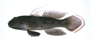 Amoya janthinopterus紫鰭韁鰕虎