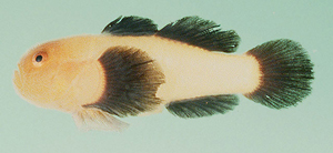 Paragobiodon lacunicolus黑鰭副葉鰕虎